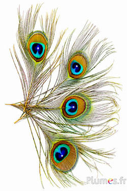 Pfau blau mit Strass - 15-20 cm - gelb